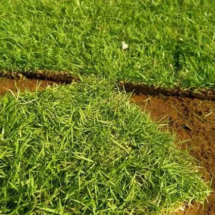 pasang rumput jepang